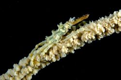 Taken at Kapalai Mid Reef ,hard to spot ,Thanks Rosli.. by Tunc Yavuzdogan 